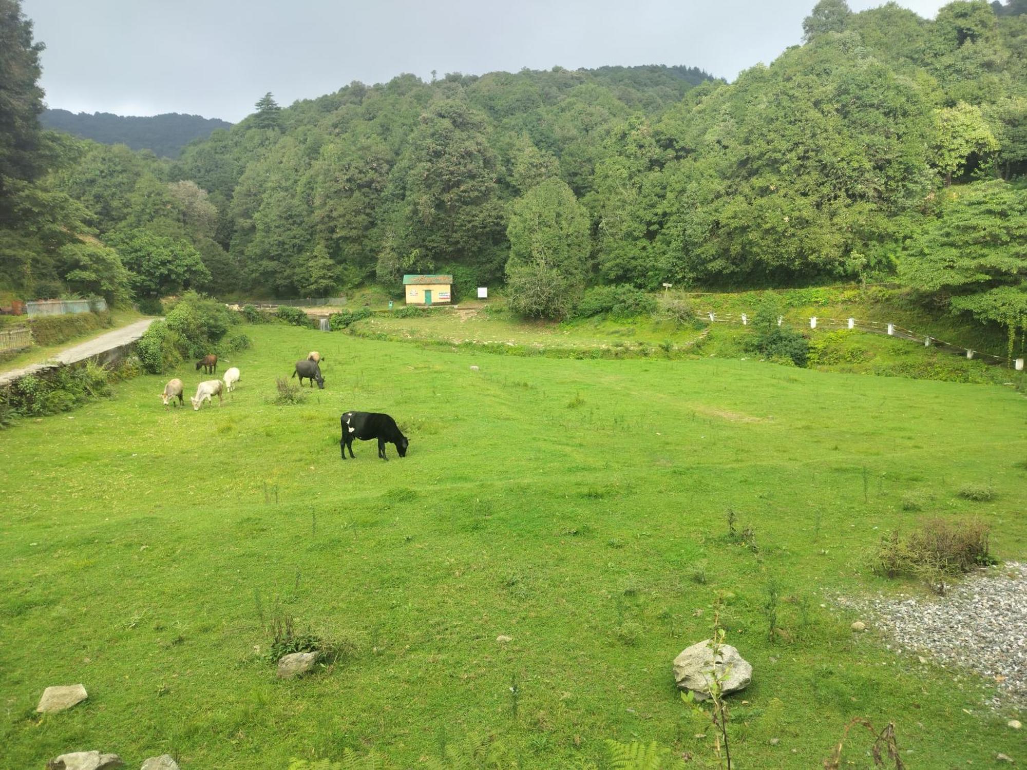 Simba Jungle Lodge, Binsar Wildlife Sanctuary Buitenkant foto
